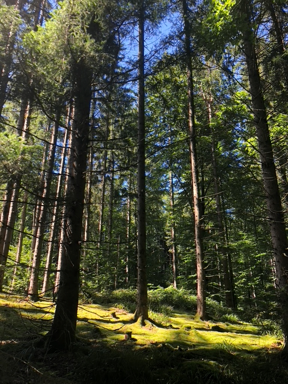 Ort der Vorbereitung - Blick auf den Schwäbischen Wald